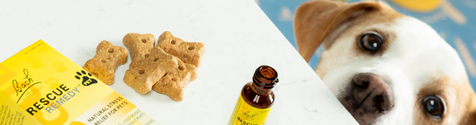 Rescue Remedy Pet, because pets get stressed too! | Dogs, cats, horses, rabbits, birds, lizards